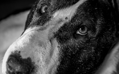 Paws in the Rain: Caring for Your Canine Companion During the Wet Season